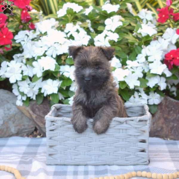 Gypsy, Cairn Terrier Puppy