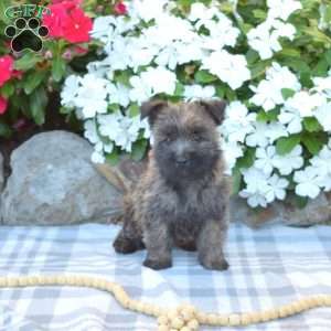 Gypsy, Cairn Terrier Puppy