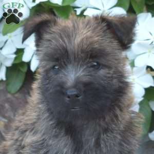 Gypsy, Cairn Terrier Puppy
