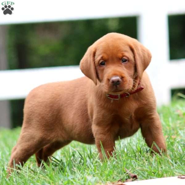 Hadassah, Fox Red Labrador Retriever Puppy