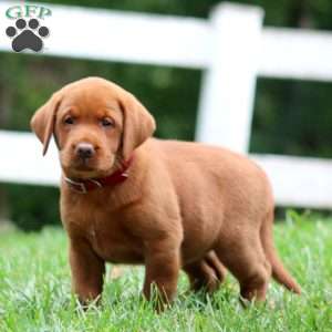Hadassah, Fox Red Labrador Retriever Puppy