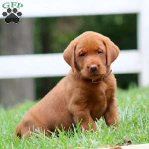 Hadassah, Fox Red Labrador Retriever Puppy