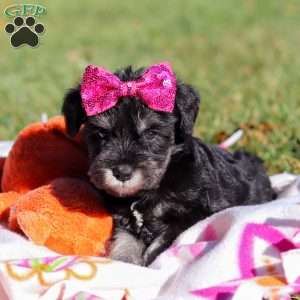 Hadley, Miniature Schnauzer Puppy