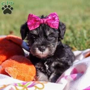 Hadley, Miniature Schnauzer Puppy