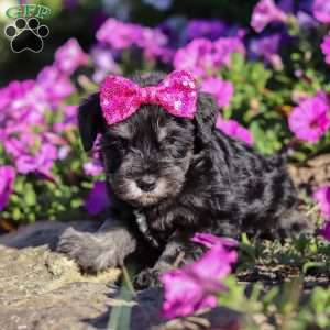Hadley, Miniature Schnauzer Puppy
