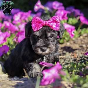 Hadley, Miniature Schnauzer Puppy
