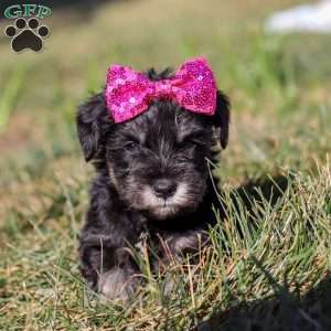 Hadley, Miniature Schnauzer Puppy
