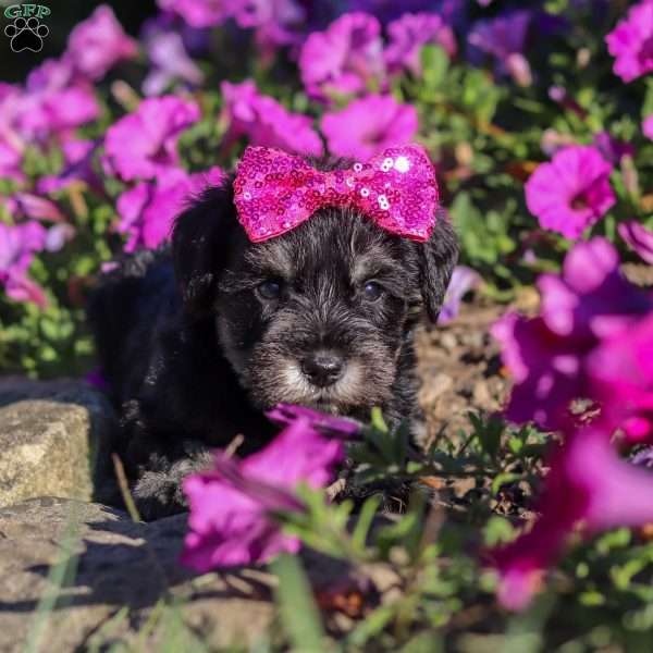Hadley, Miniature Schnauzer Puppy
