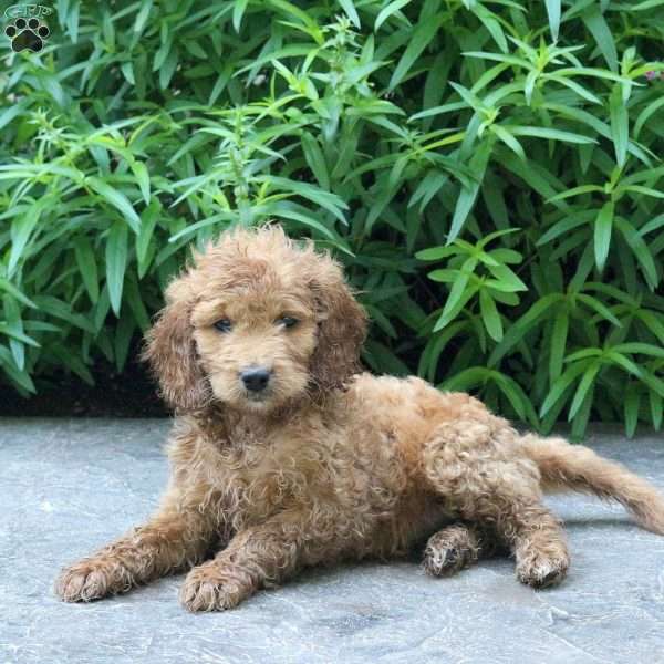 Hailey, Mini Goldendoodle Puppy