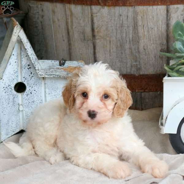 Hailey, Mini Goldendoodle Puppy