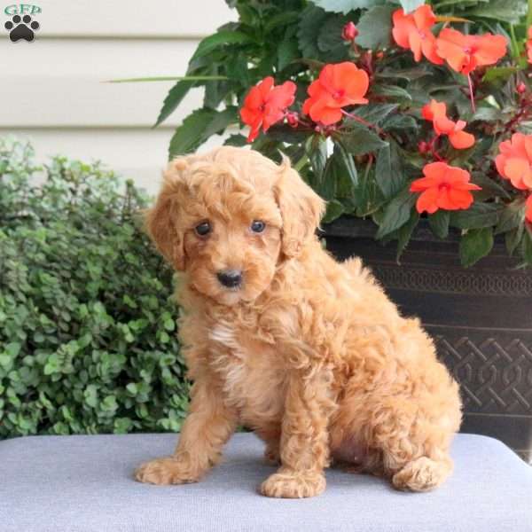 Hailey, Miniature Poodle Puppy
