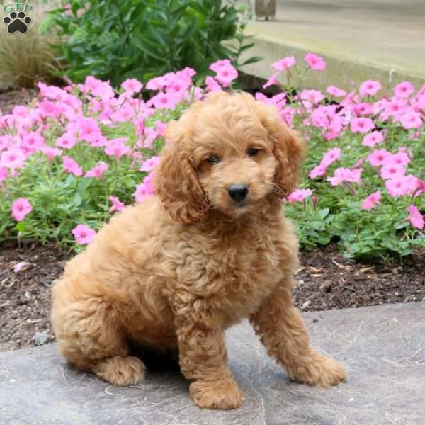 Hailey, Mini Goldendoodle Puppy