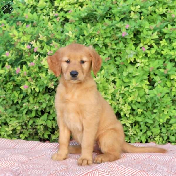 Hailey, Golden Retriever Puppy