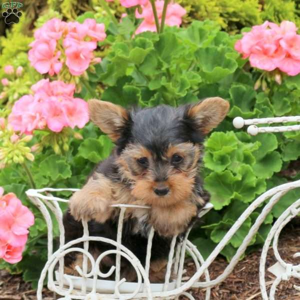 Hailey, Yorkie Puppy