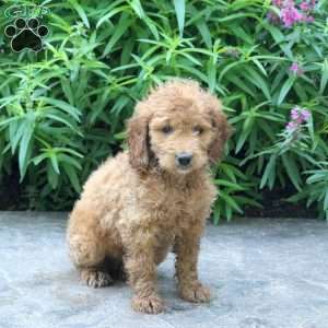Hailey, Mini Goldendoodle Puppy