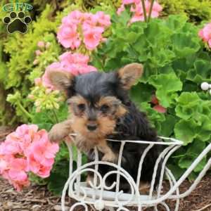 Hailey, Yorkie Puppy