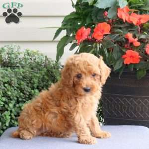 Hailey, Miniature Poodle Puppy