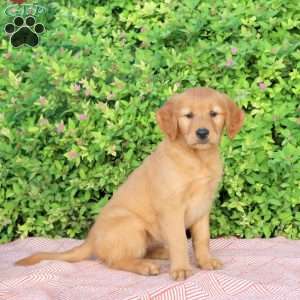 Hailey, Golden Retriever Puppy