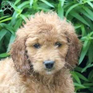 Hailey, Mini Goldendoodle Puppy