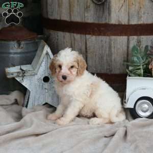 Hailey, Mini Goldendoodle Puppy