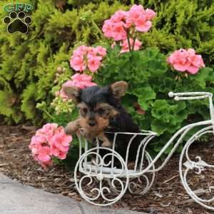 Hailey, Yorkie Puppy