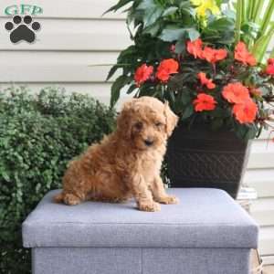 Hailey, Miniature Poodle Puppy