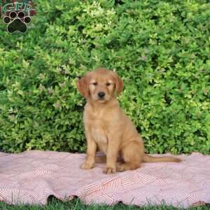 Hailey, Golden Retriever Puppy
