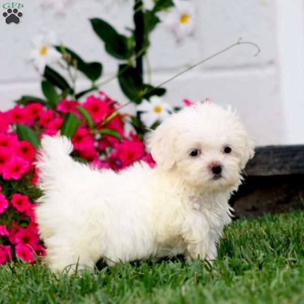 Hailey, Teddy Bear Puppy