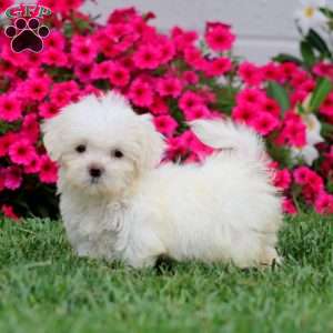Hailey, Teddy Bear Puppy