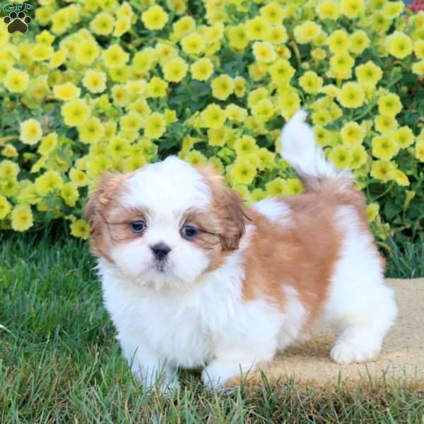 Hal, Shih Tzu Puppy