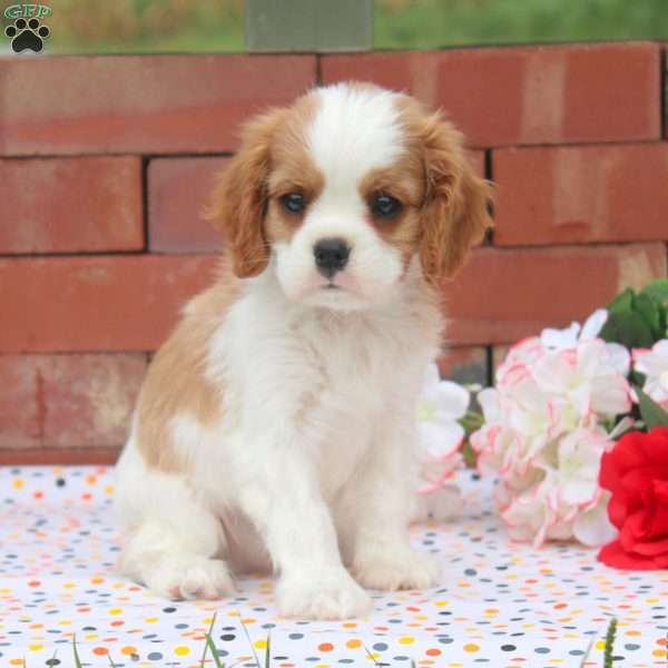 Hank, Cavalier King Charles Spaniel Puppy