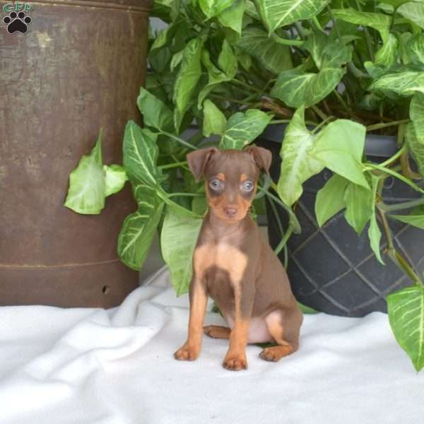 Hank, Miniature Pinscher Puppy