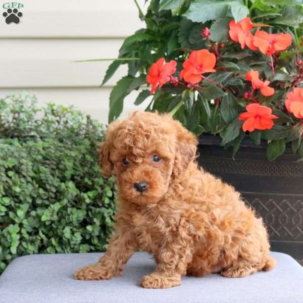 Hank, Miniature Poodle Puppy