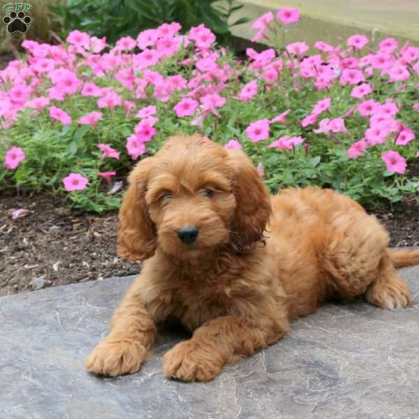 Hank, Mini Goldendoodle Puppy
