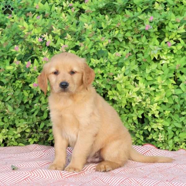 Hank, Golden Retriever Puppy