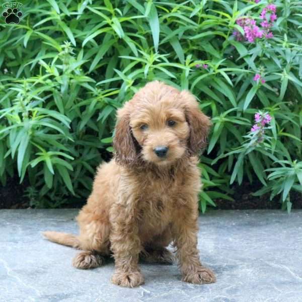 Hank, Mini Goldendoodle Puppy