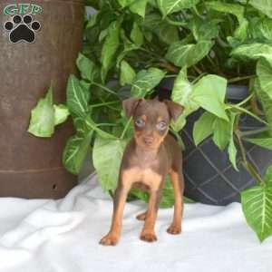 Hank, Miniature Pinscher Puppy