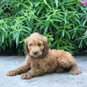 Hank, Mini Goldendoodle Puppy
