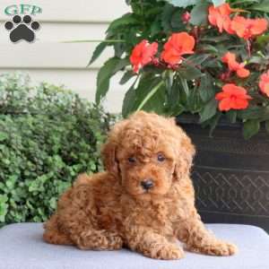 Hank, Miniature Poodle Puppy