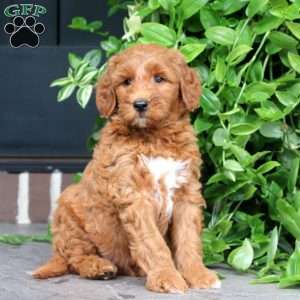 Hank, Mini Goldendoodle Puppy