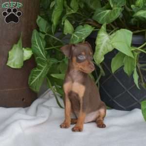 Hank, Miniature Pinscher Puppy