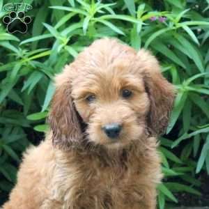 Hank, Mini Goldendoodle Puppy