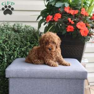 Hank, Miniature Poodle Puppy