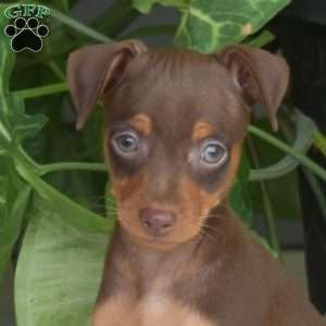 Hank, Miniature Pinscher Puppy