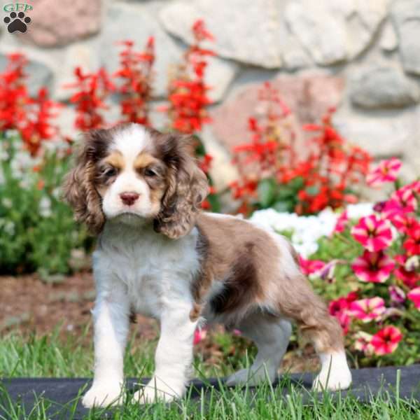 Hank, Cocker Spaniel Puppy