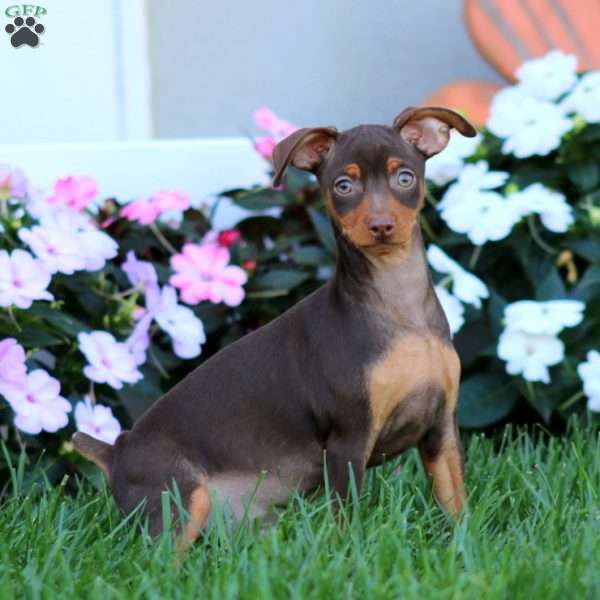 Hank, Miniature Pinscher Puppy