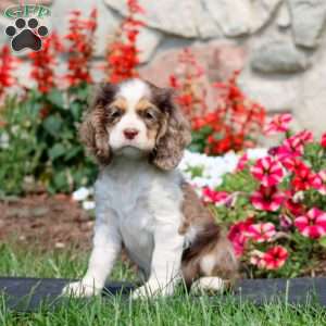 Hank, Cocker Spaniel Puppy