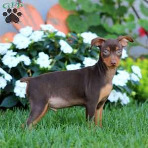 Hank, Miniature Pinscher Puppy