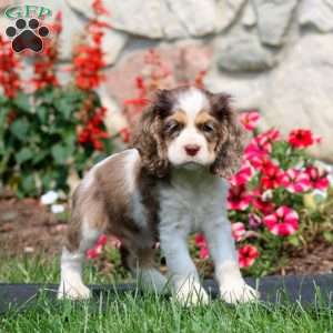 Hank, Cocker Spaniel Puppy