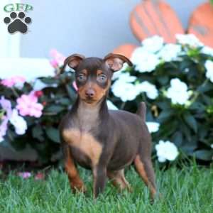 Hank, Miniature Pinscher Puppy